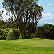 Trees On A Golf Course, Kapalua Golf Art Print