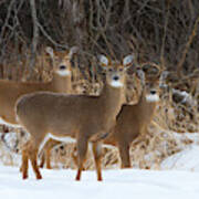 Trio Of Deer Art Print