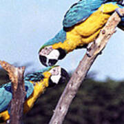 Tropical Parrots In Love Art Print