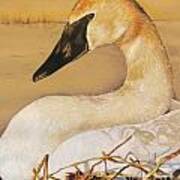 Sold Trumpeter Swan Art Print