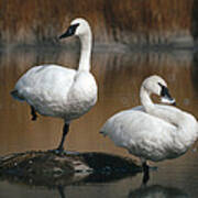 Trumpeter Swans Yellowstone Np Wyoming Art Print