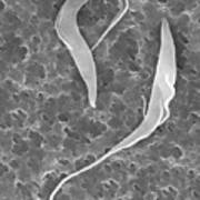 Trypanosome Trypomastigotes Protozoa Art Print