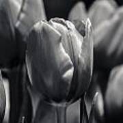Tulip Hollywood Lighting Art Print