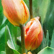 Tulip Quartet Art Print