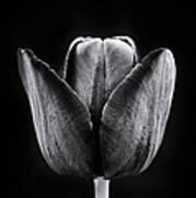 Tulip Queen Of The Night Art Print