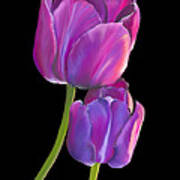 Tulips 2 Art Print