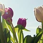Tulips Against Blue Sky Art Print