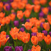 Tulips At Clevelands Botanical Gardens Art Print