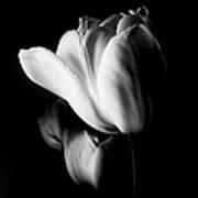 Tulips In Black And White Art Print