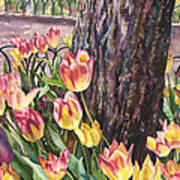 Tulips On The Mall Art Print