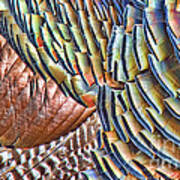 Turkey Feather Colors Art Print