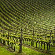 Tuscan Vineyard Series 1 Art Print