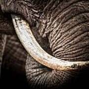Tusks And Trunk Art Print