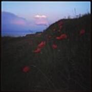 #twilight  #poppies ... #sunset Art Print