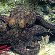 Twin Spot Octopus Art Print