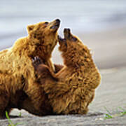 Two Brown Bears Fighting On A Beach At Art Print