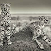 Two Cheetahs Watching Out Art Print