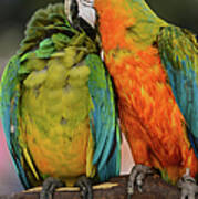 Two Colorful Macaws Art Print