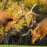 Two Elk Bulls Sparring Art Print