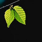 Two Green Leaves On Thin Branch On Black Art Print