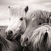 Two Icelandic Horses Sepia Photo Art Print