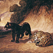 Two Jaguars From Peru Wc On Paper Art Print
