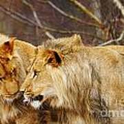 Two Lions Close Together Art Print