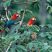 Two Macaws Art Print