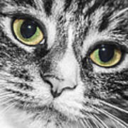 Two Toned Cat Eyes Art Print