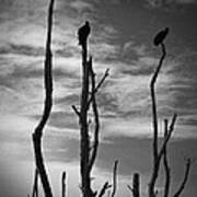 Two Vultures On Dead Trees Art Print
