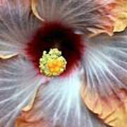 Up Close Hibiscus Art Print