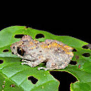 Upper Amazon Rain Frog Art Print