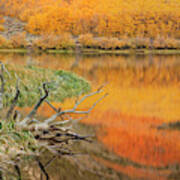 Usa, California Autumn Colors Reflect Art Print