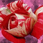 Valentine's Day Rose Art Print