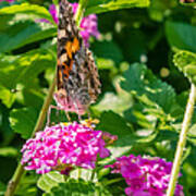 Vanessa Cardui On Lantana Camara Art Print