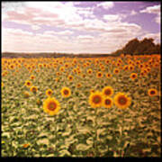 Vast Field Of Sunshine Art Print