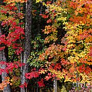 Vermont October Woods Art Print