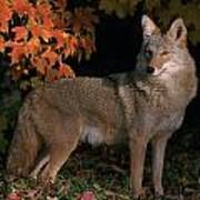 V.hurst Tk8678e, Coyote In Maple Leaves Art Print
