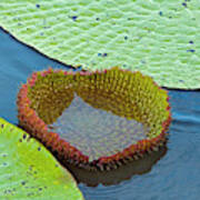Victoria Amazonica Lily Pads, New Leaf Art Print