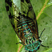 View Of A Cicada Resting On A Leaf Art Print