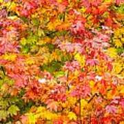 Vine Maple In Autumn Blaze Art Print