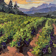 Vineyard At Dentelles Art Print