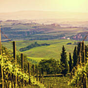 Vineyards In Italy At Sunset, Chianti Art Print