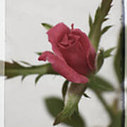 Vintage Antique Rose Art Print