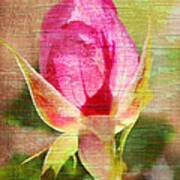 Vintage Pink Rose Bud Art Print