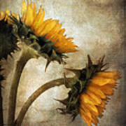 Vintage Sunflowers Art Print