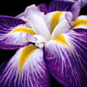 Violet Iris Art Print