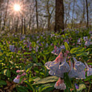 Virgina Bluebells Art Print