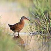 Virginia Rail Art Print