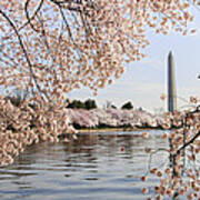 Washington Dc Cherry Blossoms And Monument Art Print